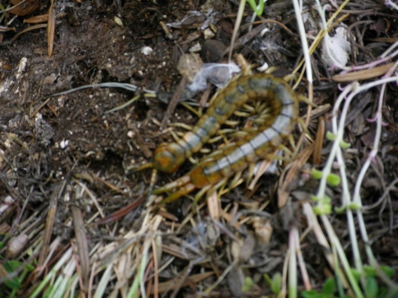 Una scolopendra